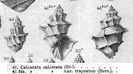 Calcarata calcarata   var. trapezium